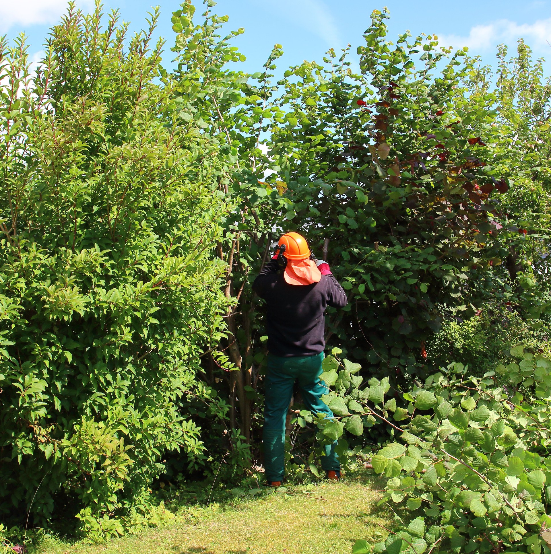 Tuinonderhoud, snoeien